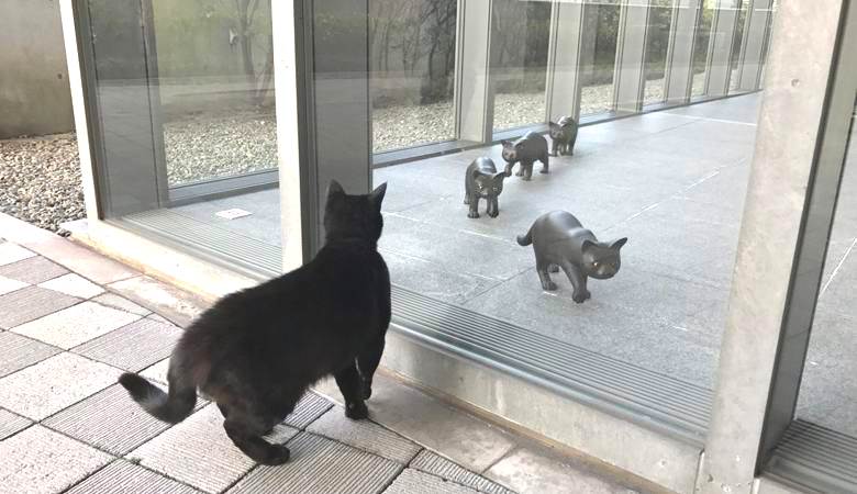 Katzen versuchen aus irgendeinem Grund, ins japanische Museum zu gelangen.