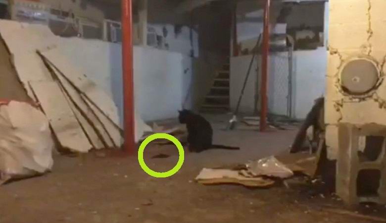 Die Katze hat eine unverständliche bewegte schwarze Masse angegriffen