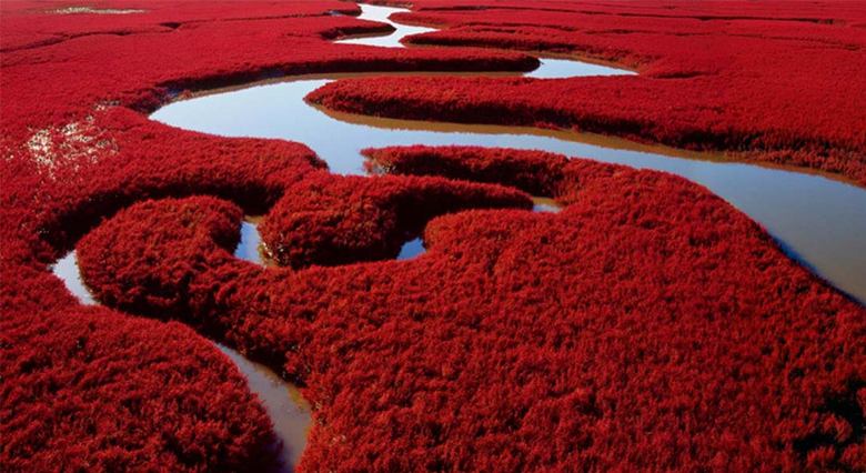 Der rote Strand des Himmlischen Reiches - ein surreales Spektakel