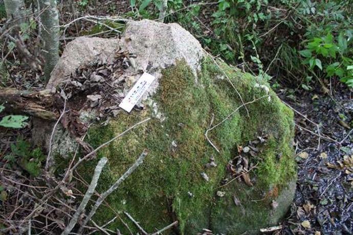 Schreiender und bewegender Stein im belarussischen Wald