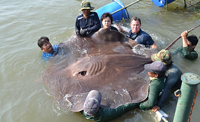 Der größte im Köder gefangene Süßwasserfisch