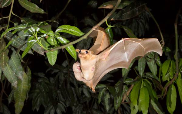 Die Fledermaus flog in die Wohnung 