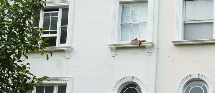 Der Fuchs, der auf der Fensterbank schlief, traf die Einwohner von London.