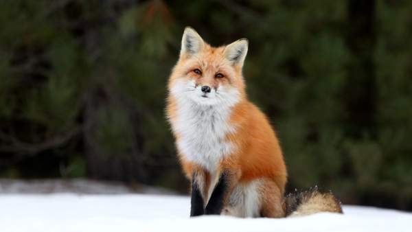 Der Fuchs überquerte die Straße 