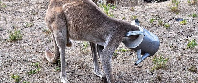 Die Leute retten ein Känguru - was für ein Segen!