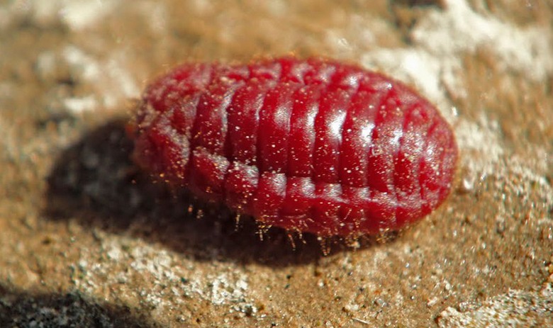 Wir haben schon lange Insekten gegessen