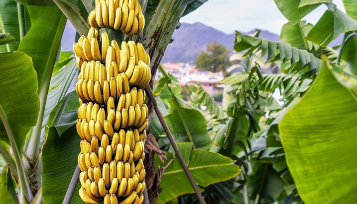 Die Welt ist knapp an Bananen