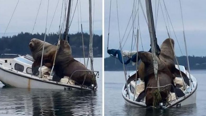 Seelöwen haben nichts dagegen, eine Yacht zu nehmen