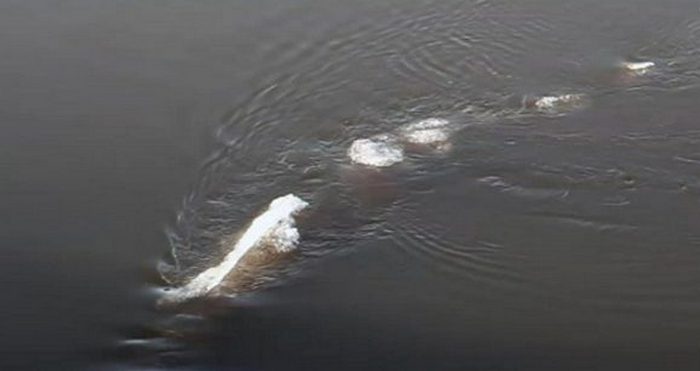 Schwimmt ein Monster in Alaska im Eiswasser?