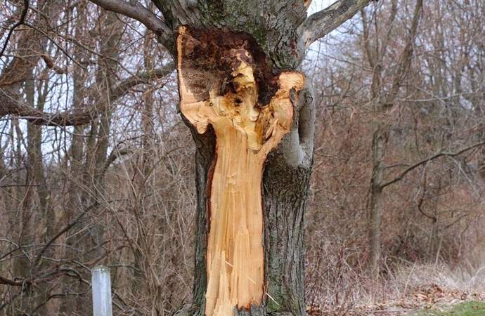 Ein Bild einer Frau in Weiß erschien auf einem Baum