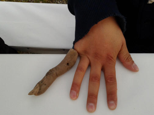 Das Expeditionsteam hat diesen mysteriösen Holzfinger in der Nähe des Meteoriten gefunden.