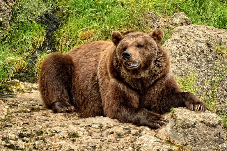 In Kamtschatka hat ein Bär einen Kühlschrank mit Lebensmitteln von Jägern gestohlen