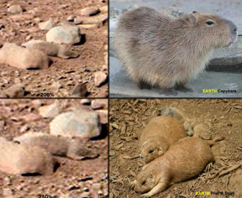 Das Mars-Nagetier (links), rechts - seine irdischen Brüder