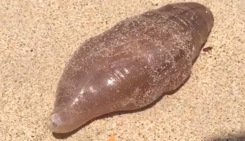 Eine mysteriöse Kreatur, die an einem thailändischen Strand gewaschen wurde