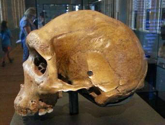 Neandertalerschädel mit Schusswunde gefunden