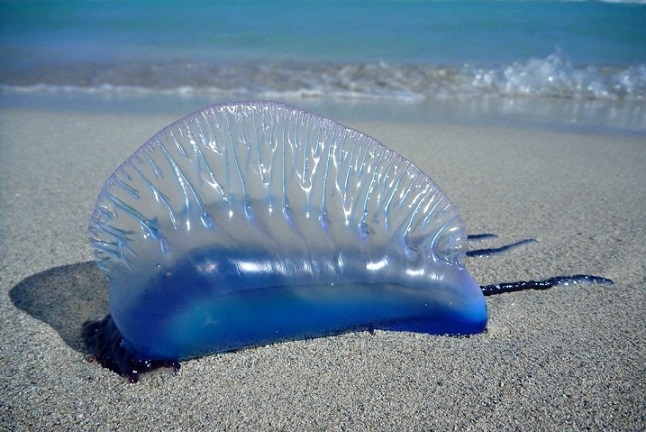 Am Strand gefunden