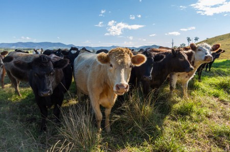 Unser Planet wird zerstört ... Fleisch und Milch