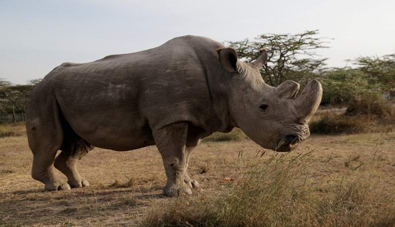 Das letzte weiße Nashorn auf dem Planeten ist verschwunden