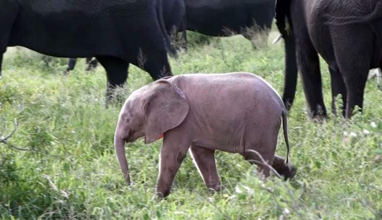 Ein ungewöhnliches rosa Elefantenbaby wurde in einem afrikanischen Reservat geboren