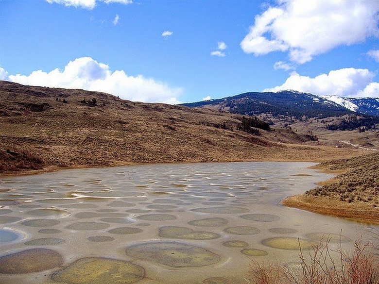 Ungewöhnlich gefleckter See Kliluk