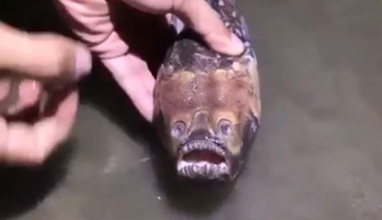 Seltsamer Fisch in China gefangen