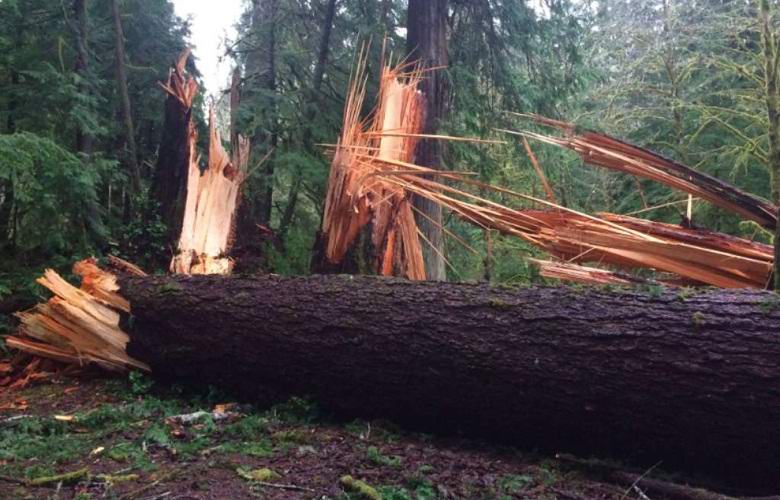 Unbekannte Kräfte stürzten Hunderte von Jahrhunderte alten Bäumen in den USA um