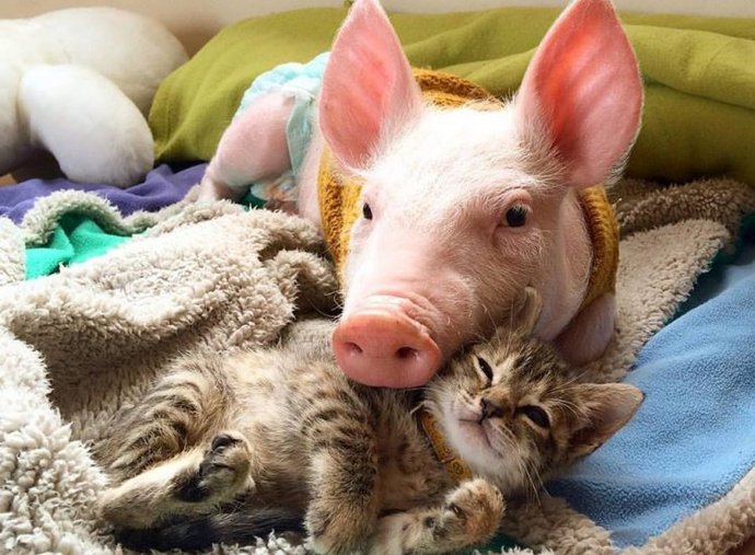 Ein neues Wunder: eine rührende Freundschaft zwischen einem Kätzchen und einem Schwein