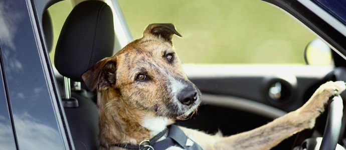 Neuseeländischen Hunden wird das Autofahren beigebracht