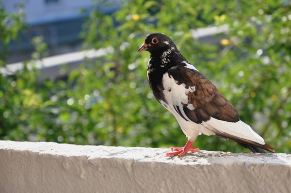 Taube auf dem Balkon 