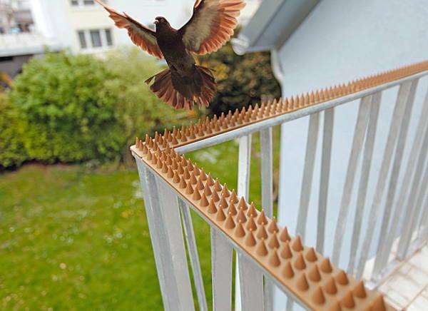Dove flog zum Balkon 