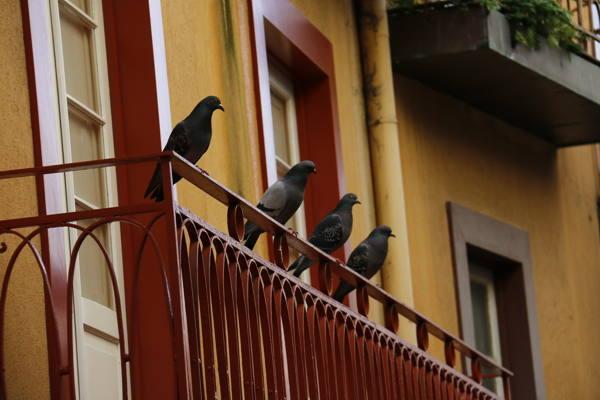Tauben sitzen auf dem Balkon 