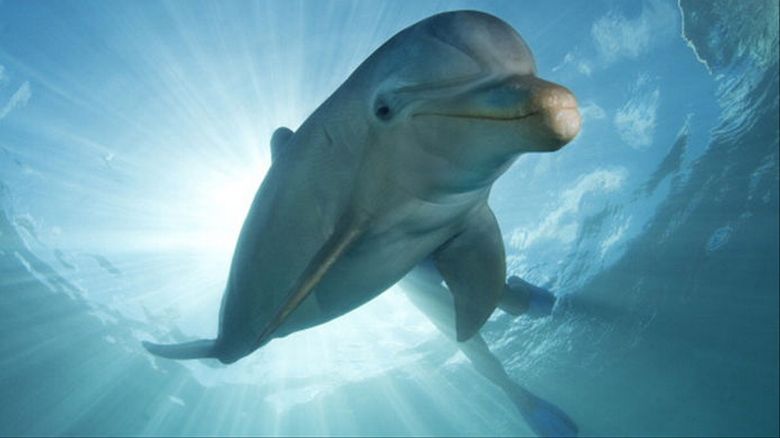 Ein einsamer Delphin belästigt Besucher des französischen Strandes