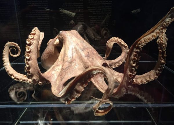 Eine von Darwins Vorstellungen von der Evolution wurde 140 Jahre nach seinem Tod bestätigt 