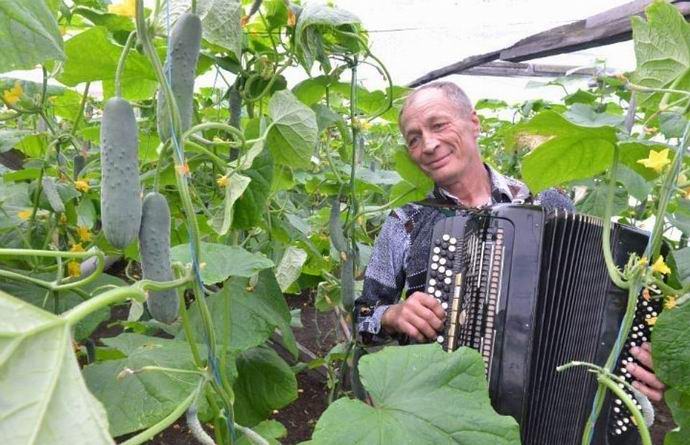 Gurken wachsen besser mit Musik auf dem Knopfakkordeon