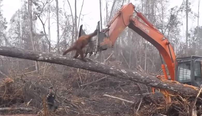 Der Orang-Utan hat versucht, den Bulldozer anzugreifen und den einheimischen Wald zu schützen.