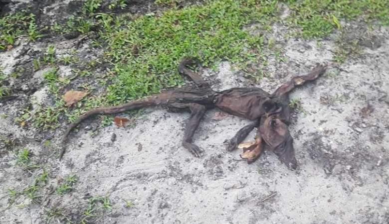 Überreste einer unbekannten Kreatur in Florida gefunden