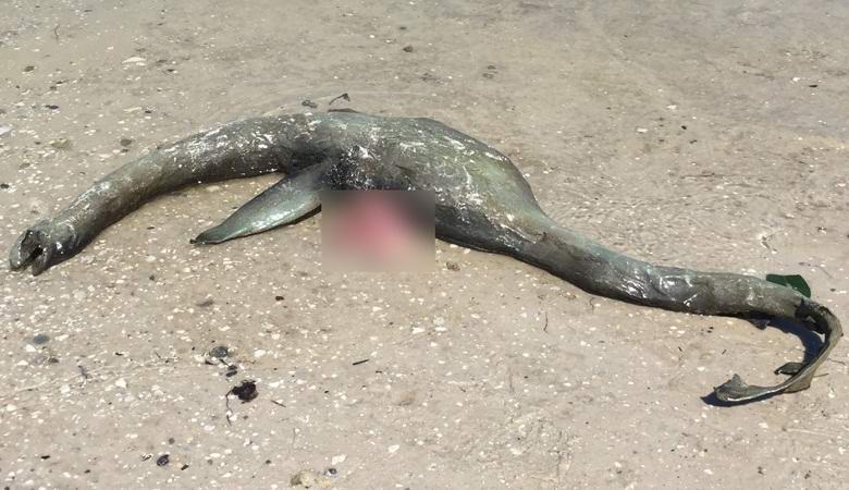 Die Überreste einer Kreatur, die einem Monster aus Loch Ness ähnelt, wurden auf einen Strand in Georgia geworfen.