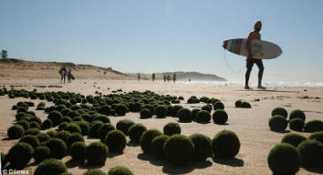 Die mysteriösen grünen 'Alien-Eier', die über Sydneys Dee Why Beach verstreut sind