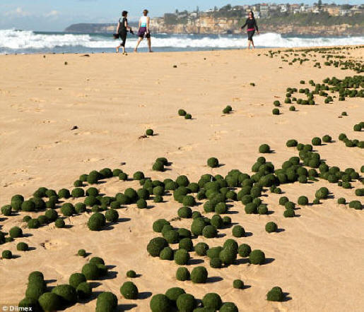 Die Einheimischen sagten, sie hätten noch nie so etwas wie die Grünalgenkugeln gesehen, die diese Woche bei Dee Why an Land gespült wurden.