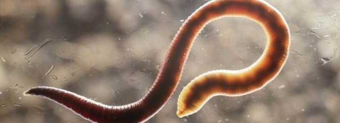 Parasiten im Verdauungstrakt sind gut für die Gesundheit