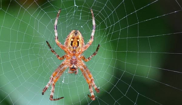 Wenn eine Spinne ins Netz geht 