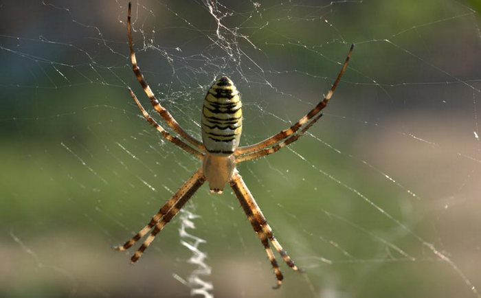 Spinnen - Regeneratoren des menschlichen Fleisches