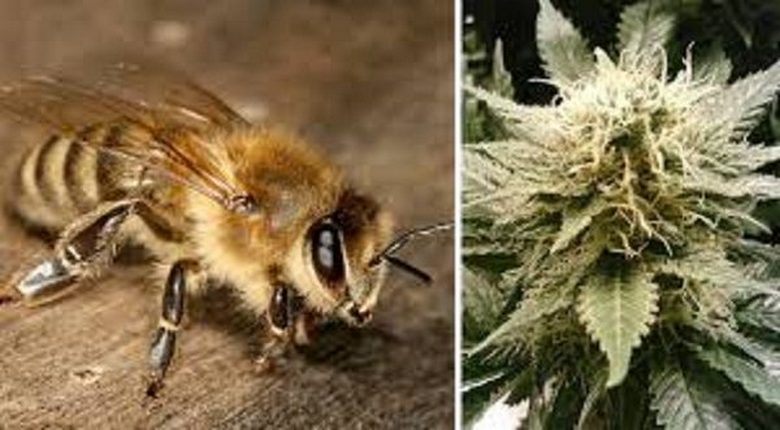 Bienen lieben Cannabis nicht weniger als Menschen.