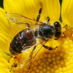 Bienen helfen Menschen, die nicht alt werden