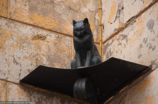 Petersburger Katzen erfüllen Wünsche