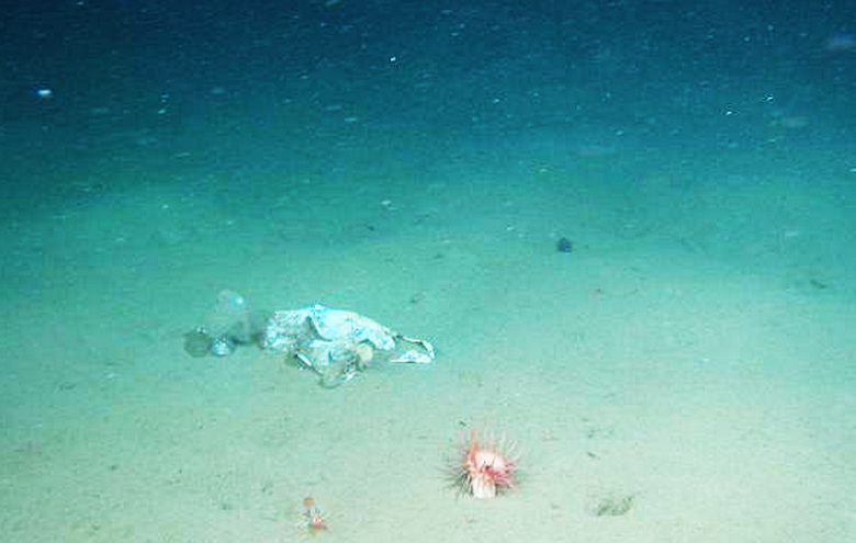 Eine Plastiktüte, die sogar am Boden des Marianengrabens gefunden wurde