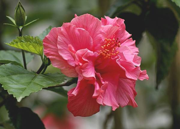 chinesische Rosenblume des Todes warum 