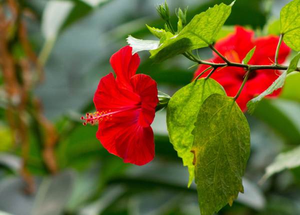 Chinesische Rose, warum nicht zu Hause bleiben 