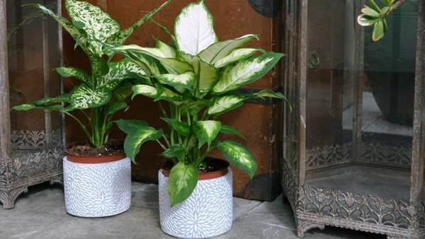 Dieffenbachia zu Hause 