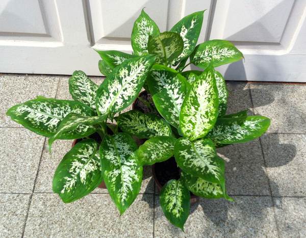 Innenblume Dieffenbachia 